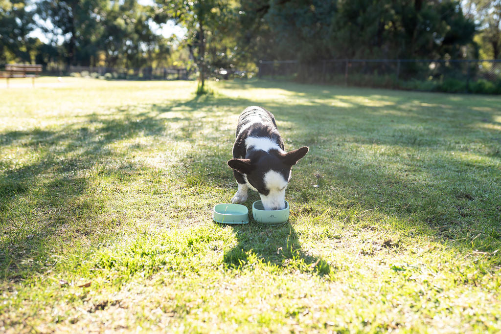 Emu Eat: 2-in-1 Pet Bowl